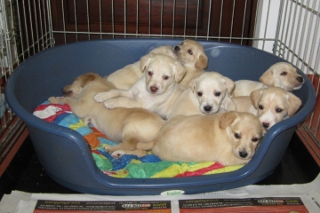 all-the-puppies